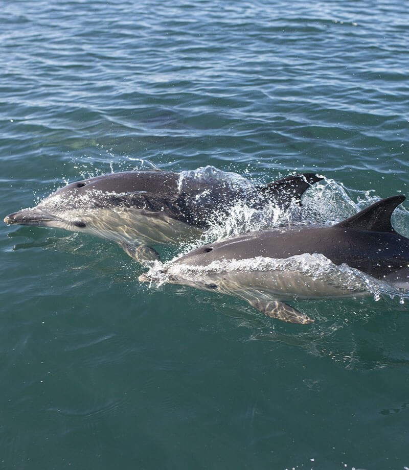 Golfinhos simpáticos a nadar no Tejo