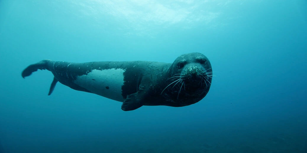 Foca curiosa a posar para foto