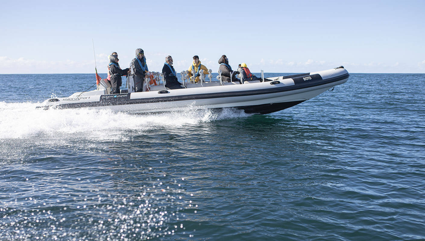 Grupo de pessoas num semi rígido no Tejo à procura de golfinhos e baleias